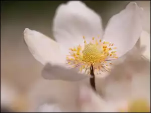 Kwiatek, Zawilec, Biały