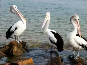 Pelikany na kamieniach w morzu
