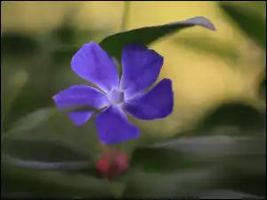 Kwiat, Barwinek, Rozwinięty, Niebieski