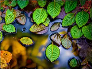 Kolorowe liście na dwukolorowym tle