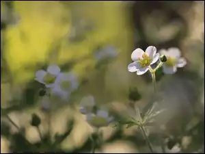 Płatki, Kwiat, Białe