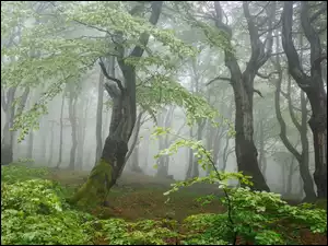 Drzewa, Mgła, Zielone, Las, Liściaste