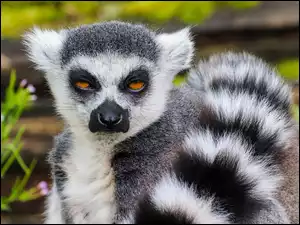 Ogoniasty lemur