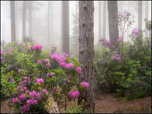 Drzewa, Las, Różowe, Mgła, Kwiaty, Rododendrony