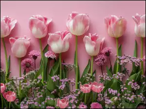 Tulipany, Tło, Kwiaty, Biało-różowe, Różowe