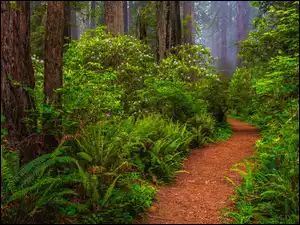Kalifornia, Park Narodowy Redwood, Rododendrony, Stany Zjednoczone, Ścieżka, Paprocie, Drzewa