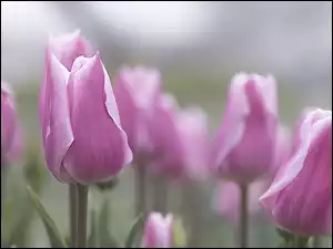 Kwiaty, Tulipany, Różowy, Rozmycie, Pąki, Liście