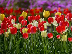 Światło, Kwiaty, Kolorowe, Tulipany