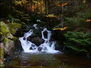 Kamienisty mały wodospad potoku w lesie