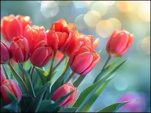 Grafika, Tulipany, Kwiaty, Czerwone Światło