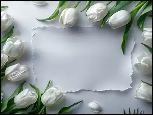 Kartka, Białe, Tulipany