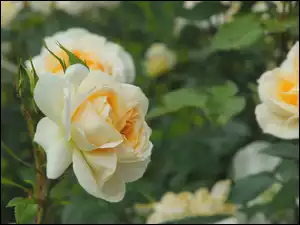 Liście, Kremowe, Kwitnące, Róże