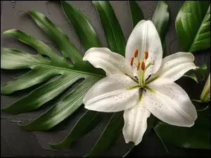 Liście, Kwiat, Lilia, Pąk