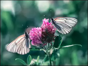 Niestrzęp głogowiec, Dwa, Motyle, Kwiat