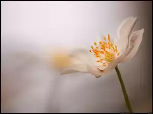Kwiat, Biały, Zawilec wielkokwiatowy