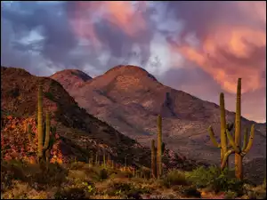 Stany Zjednoczone, Chmury, Park Narodowy Saguaro, Saguaro, Góry, Zachód słońca, Sonora, Pustynia, Kaktusy, Arizona