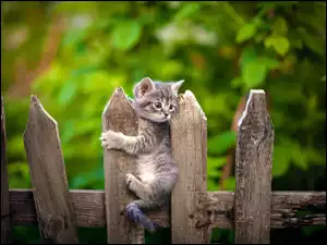 Mały kotek stojący na drewnianym płocie