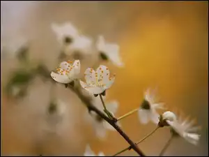 Białe, Gałązka, Drzewo owocowe, Kwiaty