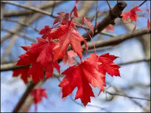 Czerwone liście klonu na suchych gałęziach