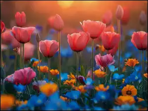 Kwiaty, Grafika, Różowe, Tulipany, Zachód słońca