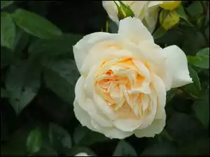 Liście, Kwitnąca, Kremowa, Róża