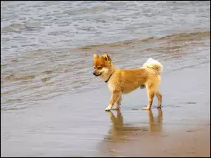 Piesek na brzegu morza