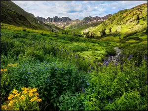 Poranek, Kolorado, Strumyk, Kolorowe, Kwiaty, Góry, San Juan Mountains, Stany Zjednoczone, Łąka