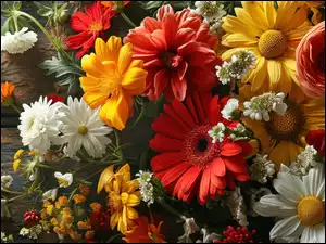 Deski Kwiat, Kwiaty, Kolorowe, Gerbery