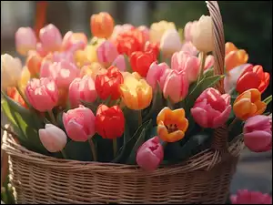 Koszyk, Bukiet, Kolorowe, Tulipany