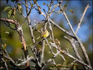 Ptaszek siedzący na konarze drzewa