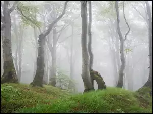 Drzewa, Las, Mgła, Pnie