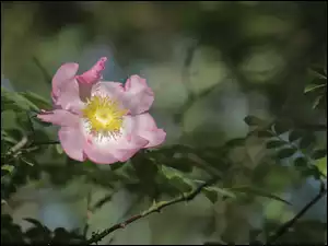 Kwiat, Dzika róża