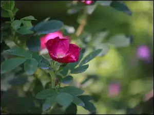 Kwiat, Dzika róża, Ciemnoróżowy