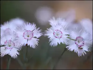 Mrówka, Goździki, Białe, Kwiaty
