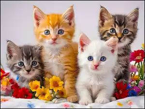 Małe, Cztery, Koty, Kwiaty, Kotki, Kolorowe