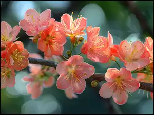 Drzewo owocowe, Gałązka, Pomarańczowe, Kwiatki