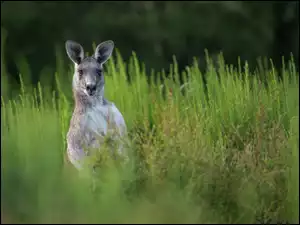 Kangur stojący w wysokiej trawie