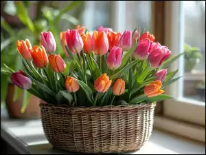 Kwiaty, Kolorowe, Tulipan, Bukiet, Bukiet Kwiatów, Koszyk Kwiat, Tulipany
