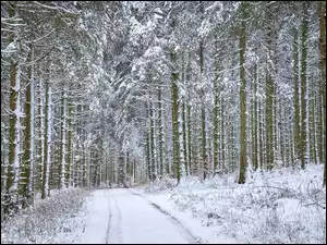 Zima, Drzewa, Droga, Las, Ośnieżone