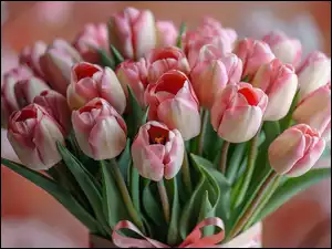Tulipany, Bukiet, Biało-różowe