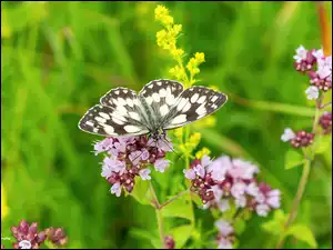 Polowiec szachownica, Kwiaty, Motyl, Owad, Kolorowe