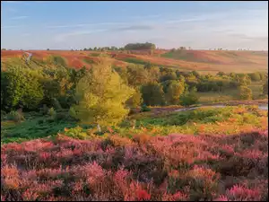 Poranek, Wzgórza, Drzewa, Park Narodowy New Forest, Wrzosy, Mgła, Anglia, Wrzosowisko