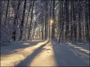 Ośnieżone, Słońce, Las, Zima, Drzewa