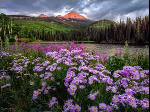 Drzewa, Kolorado, Astry, Woods Lake, Kwiaty, Telluride, Góry, Stany Zjednoczone, Jezioro