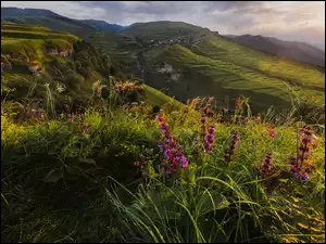 Polana, Rosja, Kaukaz Północny, Kwiaty, Dagestan, Tarasy, Zachód Słońca, Góry