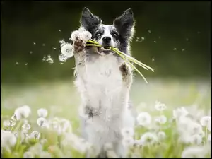 Dmuchawce, Pies, Border collie, Łąka