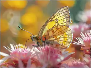 Różowe, Grafika, Żółty, Motyl, Kwiaty