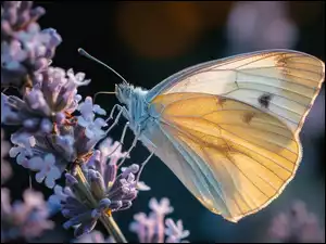 Motyl, Bielinek kapustnik, Kwiaty, Grafika, Biały, Światło