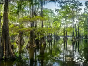 Teksas, Stany Zjednoczone, Caddo Lake, Cyprysy bagienne, Jezioro, Drzewa