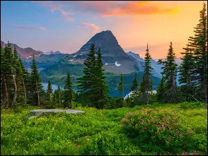 Montana, Park Narodowy Glacier, Kwiaty, Stany Zjednoczone, Łąka, Drzewa, Góry